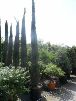 Italiaanse Cypres (Cupressus Sempervirens 'Stricta') -DIRECTPLANT Winkel cupressus sempervirens stricta 350 400 450