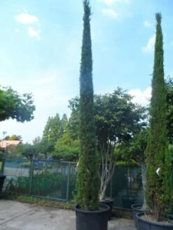 Italiaanse Cypres (Cupressus Sempervirens 'Stricta') -DIRECTPLANT Winkel cupressus sempervirens stricta 400 500