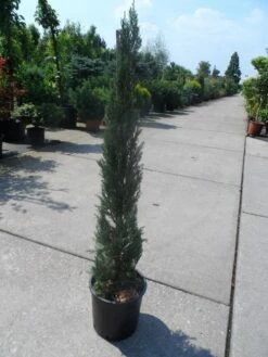 Italiaanse Cypres (Cupressus Sempervirens 'Stricta') -DIRECTPLANT Winkel cupressus sempervirens stricta 80 100 125 c10