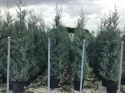 Cipres (Cupressus Arizonica 'Glauca') -DIRECTPLANT Winkel cupressusarizonicaglauca 1