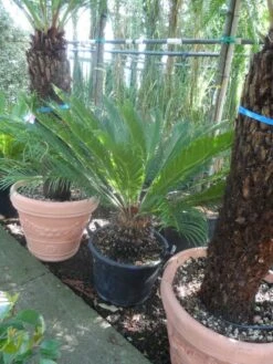 Cycaspalm (Cycas Revoluta) -DIRECTPLANT Winkel cycas revoluta 100 125 c50