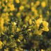 Brem (Cytisus Praecox 'Allgold') -DIRECTPLANT Winkel cypallgo 4 2 2