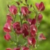 Brem (Cytisus 'Boskoop Ruby') -DIRECTPLANT Winkel cytisus boskoop ruby