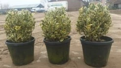 Kardinaalshoed Als Bol (Euonymus Japonicus 'Bravo') -DIRECTPLANT Winkel d71b7b6e e144 4bb1 a0a7 edc0f1496650 1