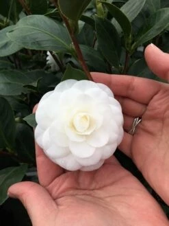 Camelia (Camellia Japonica 'Nuccio's Gem')