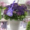 Hortensia Deep Purple Dance (Hydrangea 'Music Collection') -DIRECTPLANT Winkel deep purple dance 2 1