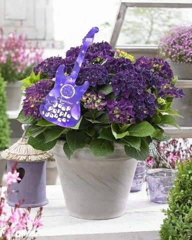 Hortensia Deep Purple Dance (Hydrangea 'Music Collection') 3 Hortensia Deep Purple Dance (Hydrangea 'Music Collection')