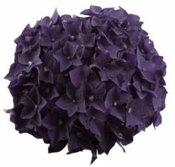 Hortensia Deep Purple Dance (Hydrangea 'Music Collection') -DIRECTPLANT Winkel deep purple dance bloem 2