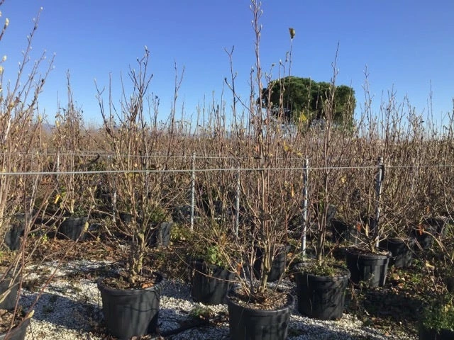 Beverboom (Magnolia Denudata) 4 Beverboom (Magnolia Denudata) - Afbeelding 2