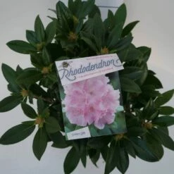 Dwergrhododendron (Rhododendron 'Dreamland') -DIRECTPLANT Winkel dreamland c4 boven 2