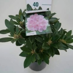Dwergrhododendron (Rhododendron 'Dreamland') -DIRECTPLANT Winkel dreamland c4 zij 1