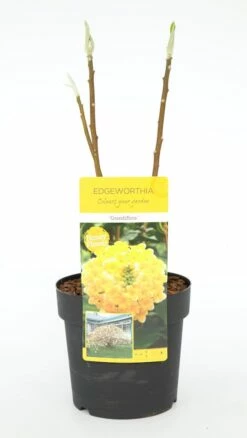 Papierstruik (Edgeworthia Chrysantha) -DIRECTPLANT Winkel dsc 0189