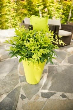 Hemelse Bamboe (Nandina Domestica 'Lemon And Lime') -DIRECTPLANT Winkel dsc 4593 bew