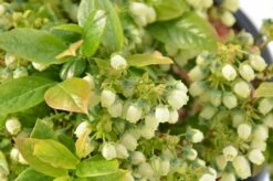 DIRECTPLANT Winkel -DIRECTPLANT Winkel dsc 5973 1