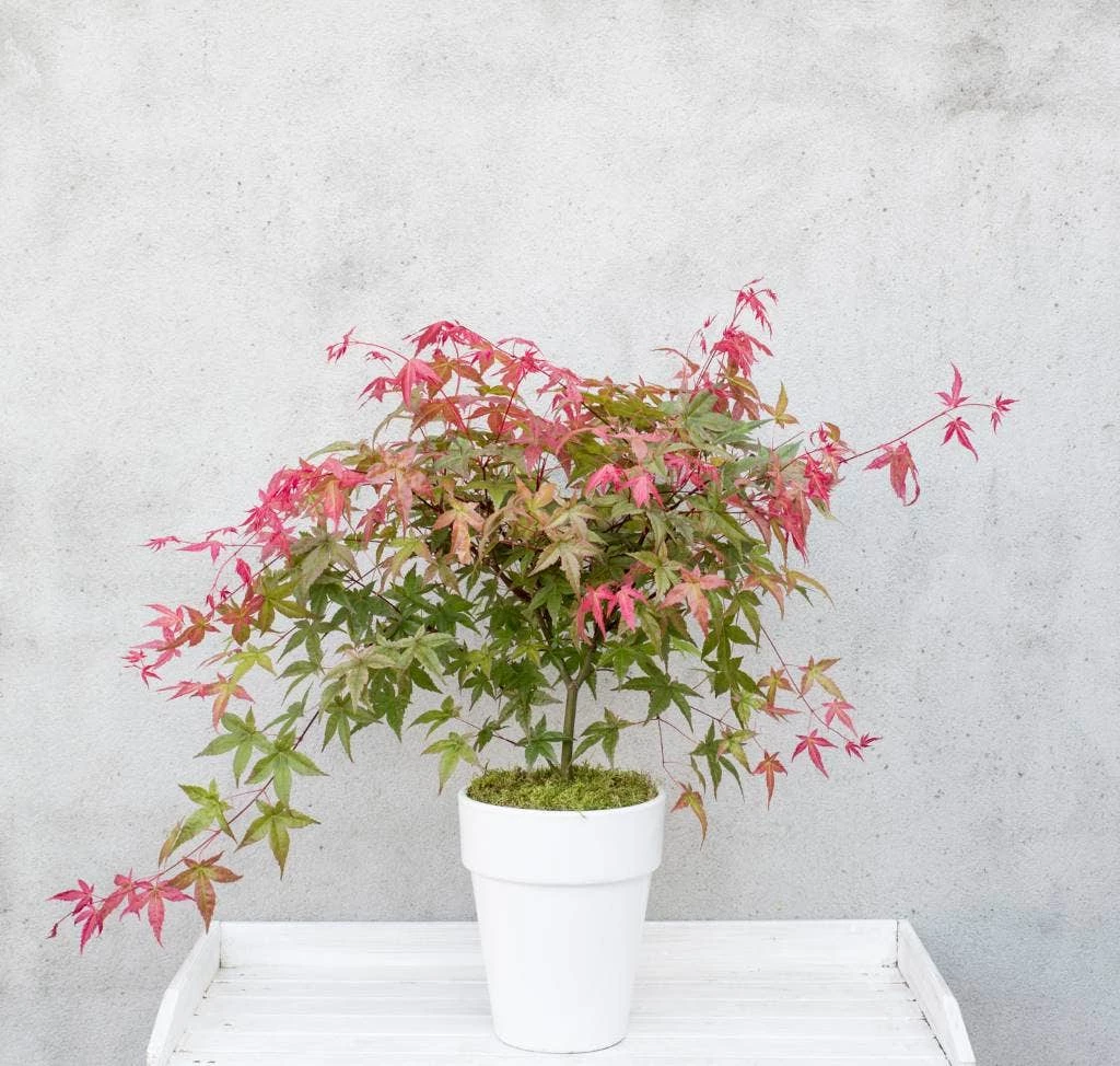 Japanse Esdoorn (Acer Palmatum 'Beni-maiko') 5 Japanse Esdoorn (Acer Palmatum 'Beni-maiko') - Afbeelding 3