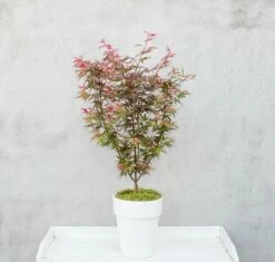 Japanse Esdoorn (Acer Palmatum 'Shaina') -DIRECTPLANT Winkel dsc 8156