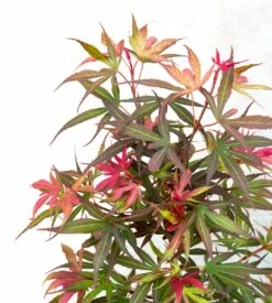 Japanse Esdoorn (Acer Palmatum 'Shaina') -DIRECTPLANT Winkel dsc 8195 1