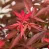 Japanse Esdoorn (Acer Palmatum 'Shaina') -DIRECTPLANT Winkel dsc 8426 1