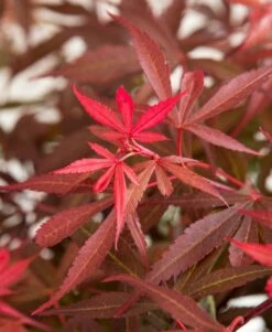 Japanse Esdoorn (Acer Palmatum 'Shaina')