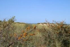 Duindoorn (Hippophae Rhamnoides) -DIRECTPLANT Winkel duindoorn 1 1