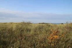 Duindoorn (Hippophae Rhamnoides) -DIRECTPLANT Winkel duindoorn 2 1