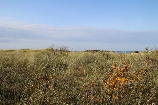 Duindoorn (Hippophae Rhamnoides) 7 Duindoorn (Hippophae Rhamnoides) - Afbeelding 5