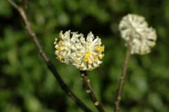 Papierstruik (Edgeworthia Chrysantha)