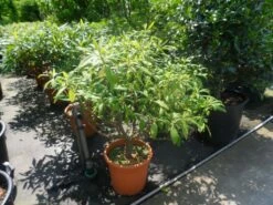 Papierstruik (Edgeworthia Chrysantha) -DIRECTPLANT Winkel edgeworthia chrysantha 80 100 125 c25