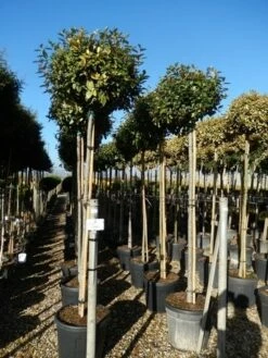Olijfwilg Als Boom (Elaeagnus Ebbingei) 15 Olijfwilg Als Boom (Elaeagnus Ebbingei) -DIRECTPLANT Winkel elaeagnus ebbingei 10 12 2 1