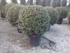 Olijfwilg Als Bol (Elaeagnus Ebbingei 'Compacta') -DIRECTPLANT Winkel elaeagnus ebbingei 100 110cm bol 3
