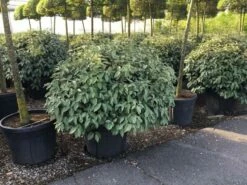 Olijfwilg Als Bol (Elaeagnus Ebbingei 'Compacta') -DIRECTPLANT Winkel elaeagnus ebbingei 100cm bol