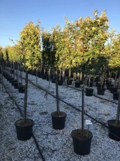 Olijfwilg Halfstam Als Leiboom (Elaeagnus Ebbingei)