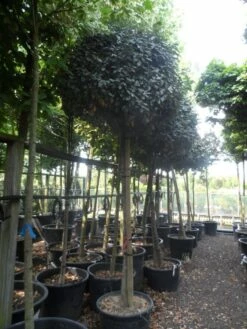 Olijfwilg Op Stam (Elaeagnus Ebbingei) -DIRECTPLANT Winkel elaeagnus ebbingei 14 16 18ho c130 1