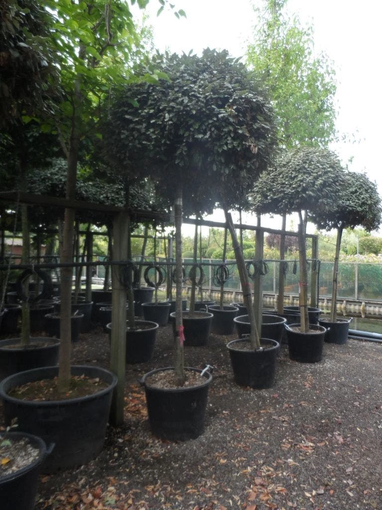 Olijfwilg Als Boom (Elaeagnus Ebbingei) 6 Olijfwilg Als Boom (Elaeagnus Ebbingei) - Afbeelding 4