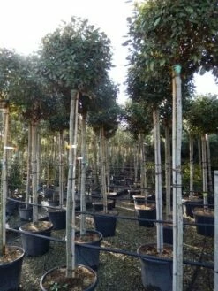 Olijfwilg Als Boom (Elaeagnus Ebbingei) 14 Olijfwilg Als Boom (Elaeagnus Ebbingei) -DIRECTPLANT Winkel elaeagnus ebbingei 8 10 1