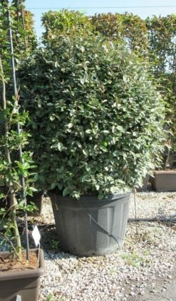 Olijfwilg Als Bol (Elaeagnus Ebbingei 'Compacta') -DIRECTPLANT Winkel elaeagnus ebbingei bol 1