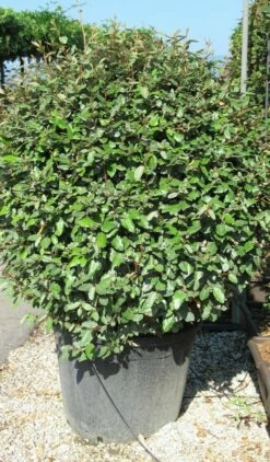 Olijfwilg Als Bol (Elaeagnus Ebbingei 'Compacta') -DIRECTPLANT Winkel elaeagnus ebbingei bol 2
