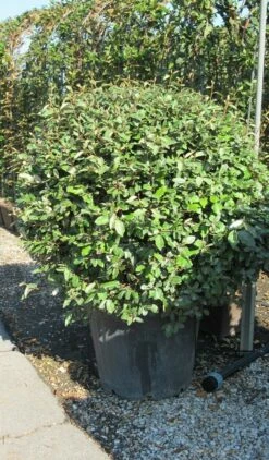 Olijfwilg Als Bol (Elaeagnus Ebbingei 'Compacta') -DIRECTPLANT Winkel elaeagnus ebbingei bol 3 1
