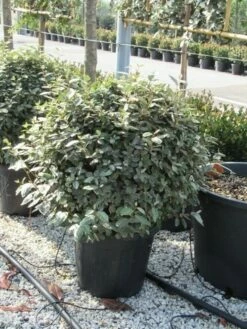 Olijfwilg Als Bol (Elaeagnus Ebbingei 'Compacta') -DIRECTPLANT Winkel elaeagnus ebbingei bol 70 cm 2