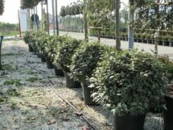 Olijfwilg Als Bol (Elaeagnus Ebbingei 'Compacta') -DIRECTPLANT Winkel elaeagnus ebbingei bol 70 cm 2 4