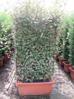 Olijfwilg Als Leivorm (Elaeagnus Ebbingei 'Compacta')