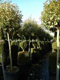 Olijfwilg Op Stam (Elaeagnus Ebbingei) -DIRECTPLANT Winkel elaeagnus ebbingei halfstam 1