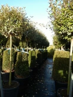 Olijfwilg Op Stam (Elaeagnus Ebbingei) -DIRECTPLANT Winkel elaeagnus ebbingei halfstam 2