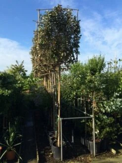 Olijfwilg Als Leiboom (Elaeagnus Ebbingei) -DIRECTPLANT Winkel elaeagnus ebbingei leivorm 8 10cm 1