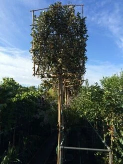 Olijfwilg Als Leiboom (Elaeagnus Ebbingei) -DIRECTPLANT Winkel elaeagnus ebbingei leivorm 8 10cm 2