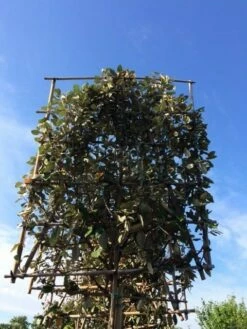 Olijfwilg Als Leiboom (Elaeagnus Ebbingei) -DIRECTPLANT Winkel elaeagnus ebbingei leivorm 8 10cm 3