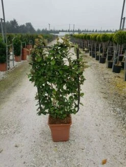 Olijfwilg Als Leivorm (Elaeagnus Ebbingei) -DIRECTPLANT Winkel elaeagnus ebbingei leivorm c18