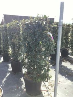 Olijfwilg Als Leivorm (Elaeagnus Ebbingei) -DIRECTPLANT Winkel elaeagnus ebbingei leivorm c45