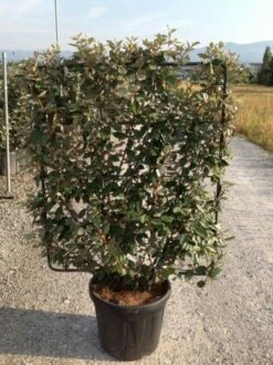 Olijfwilg Als Leivorm (Elaeagnus Ebbingei) -DIRECTPLANT Winkel elaeagnus ebbingei leivorm c45 1 1
