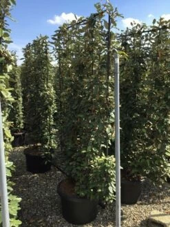 Olijfwilg Als Leivorm (Elaeagnus Ebbingei) -DIRECTPLANT Winkel elaeagnus ebbingei leivorm c60 1